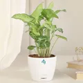 Indoor decorative plants